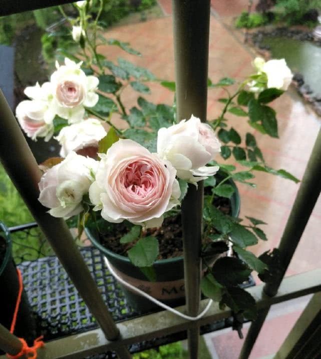  【值得】最佳阳台盆栽植物，花色漂亮且栽培容易，四季开花不断值得入手