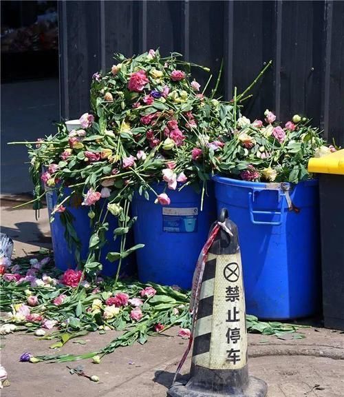  【图片作者】自从开始养花，看到垃圾堆都忍不住瞄两眼，捡到就是赚到！