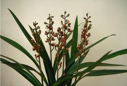  花芽分化期■兰花2年不开花？掐准时机“浇”磷酸二氢钾，花剑嗖嗖长满盆