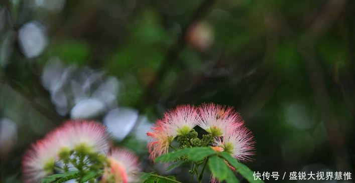 国内最大野生合欢树林在湖北！是地震的播报员如千万粉扇轻扇！