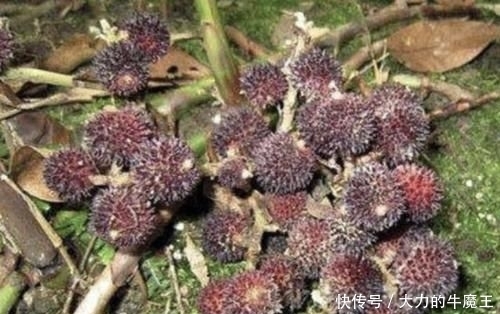 「地面」在山沟里,1种野果像“杨梅”,果子却在地面生长,珍贵、别去踩