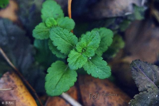 后背的螨虫痘痘越来越严重，是时候除螨了，用这2方法除螨最快！