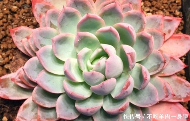  『会晒』多肉植物最喜欢的温度是多少？会晒死吗？大部分多肉不是晒死的