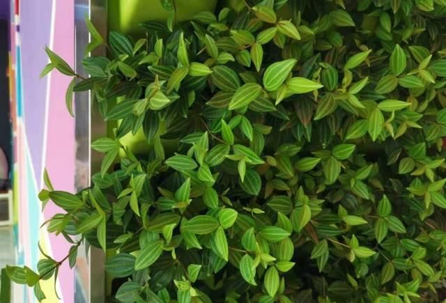 『精致』这些植物都可养在墙上,变精致的垂直植物景观,都可养在室内