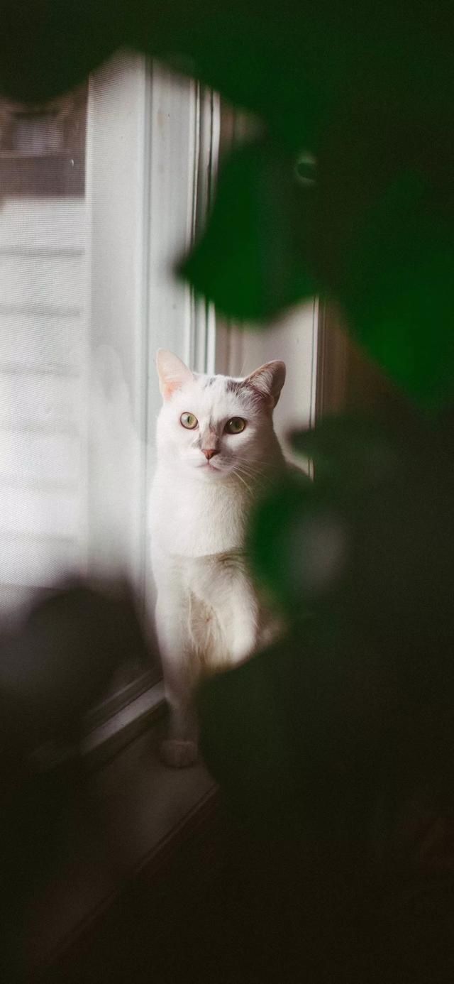  『星球』80张超可爱的猫咪壁纸丨我来自喵星球，来地球只是为了遇见你