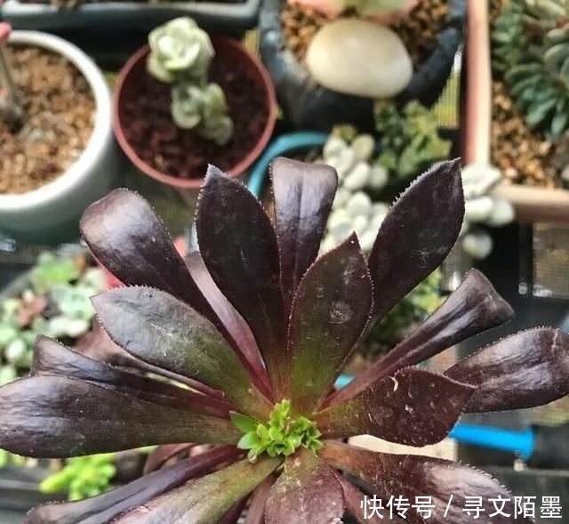『品种』给多肉植物砍一刀,一株变多株,花盆都装不下了!