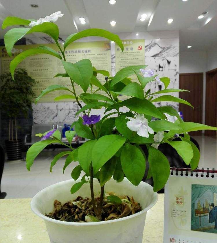  「堪称」这几款小花，便宜又好养，堪称是“开花机器”，养在阳台极美了