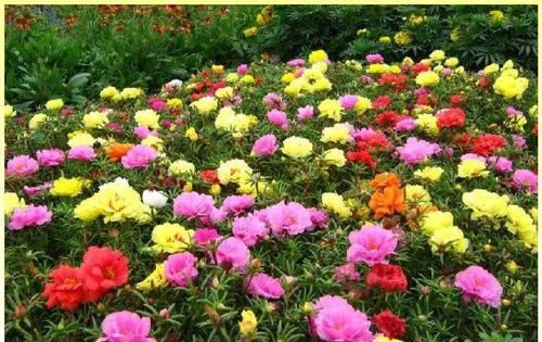  「便宜」阳台春天养这几种花,一棵开花上百朵,便宜又好养,好看极了!