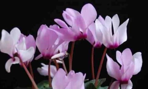  #小院#家有小院，养这几款花，开花勤爱爆盆，枝繁叶茂，全年花开如春