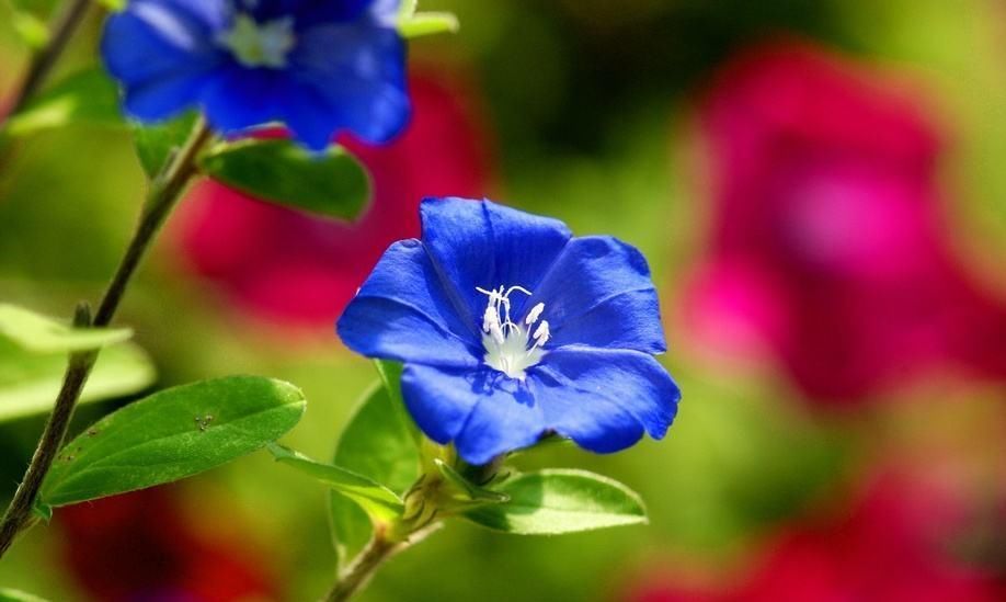  「开新」“花期仅一天，天天开新花”的“蓝星花”可四季常开，永不言败