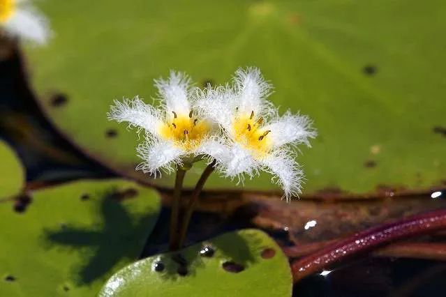  「适合」9种长相别致的小众盆栽植物，适合养成室内观赏花卉