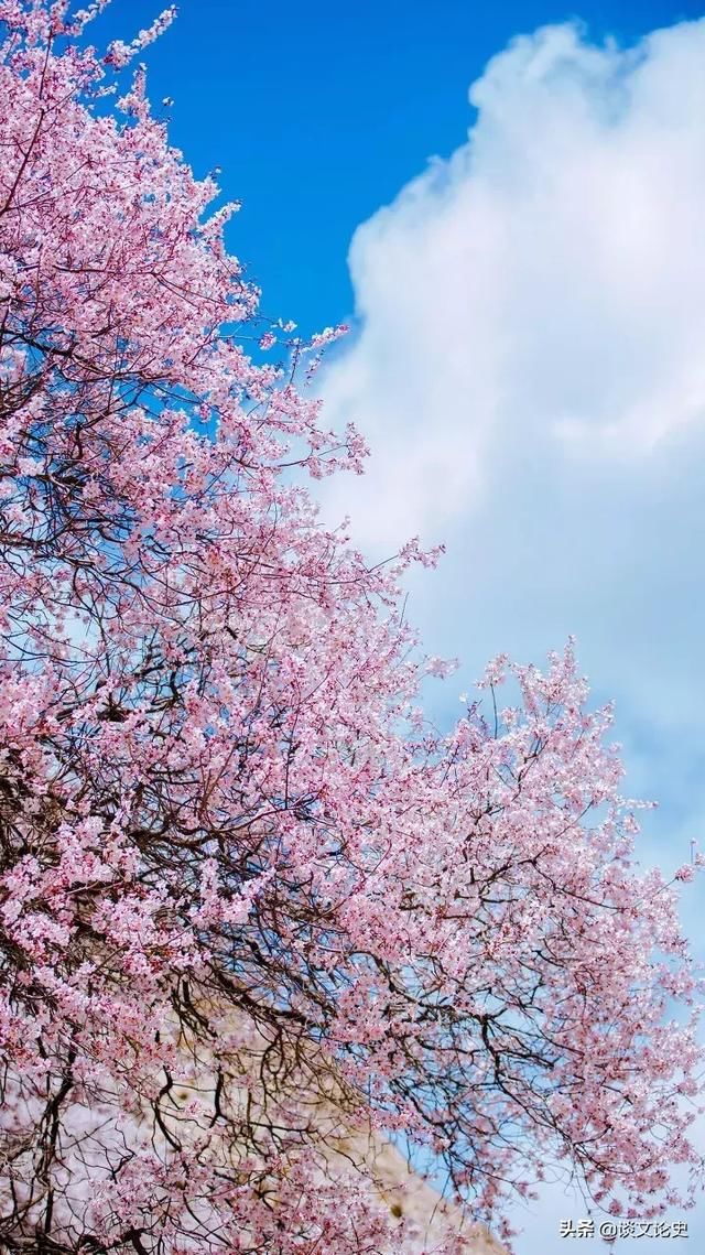 春天最美的十二个地方，你最想去哪个？