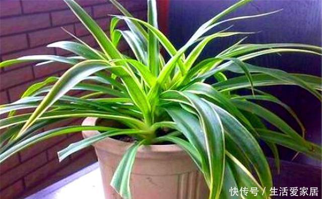  能让金边吊兰|养金边吊兰讲究1个巧字，15天用上2勺它，叶子翠绿，金边耀眼