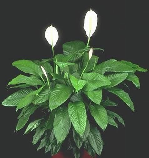  【栽种】家养7种“耐阴花”，阳光少也能“开花”旺，叶子直挺绿油油！