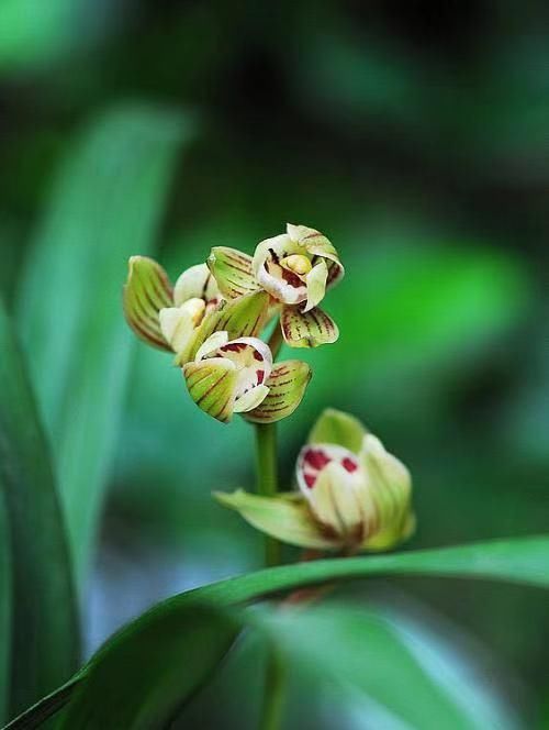  【难求】曾千金难求一苗的兰花，花色如金，芳香四溢，花量惊人，物美价廉