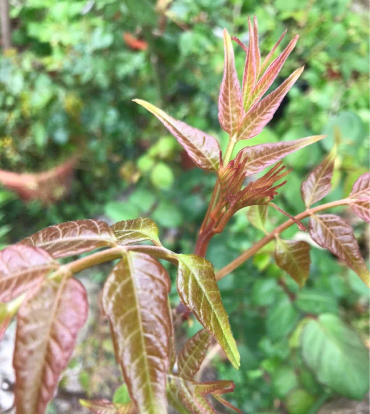 【喜欢】2种野菜，光听名字好像就能闻到味儿，有人喜欢有人厌
