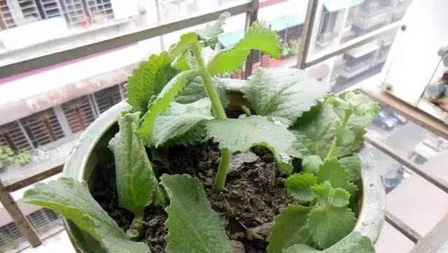 「不用」这5种花不用买，一个枝条放土里，一年长满盆，枝繁叶茂又养眼