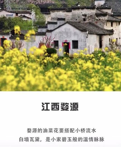 春天看油菜花好去处，错过了就要再等一年！