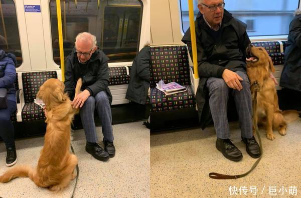  [哈克斯利]英国金毛超级自来熟，在地铁上和老人一见如故，无视主人过去撒娇