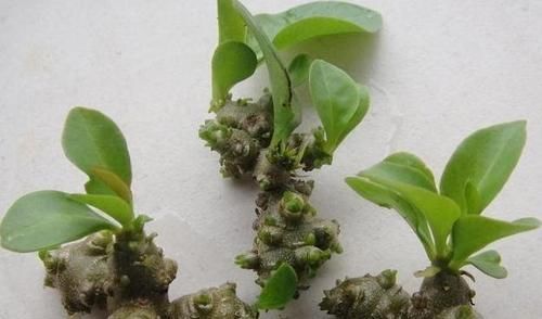  「可种」农田路边普通的野草，人工栽培亩产8000斤，20元一斤，农民可种？