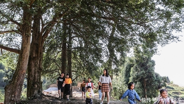 临武县:五株特大野生红豆杉并立而生 树龄500多年