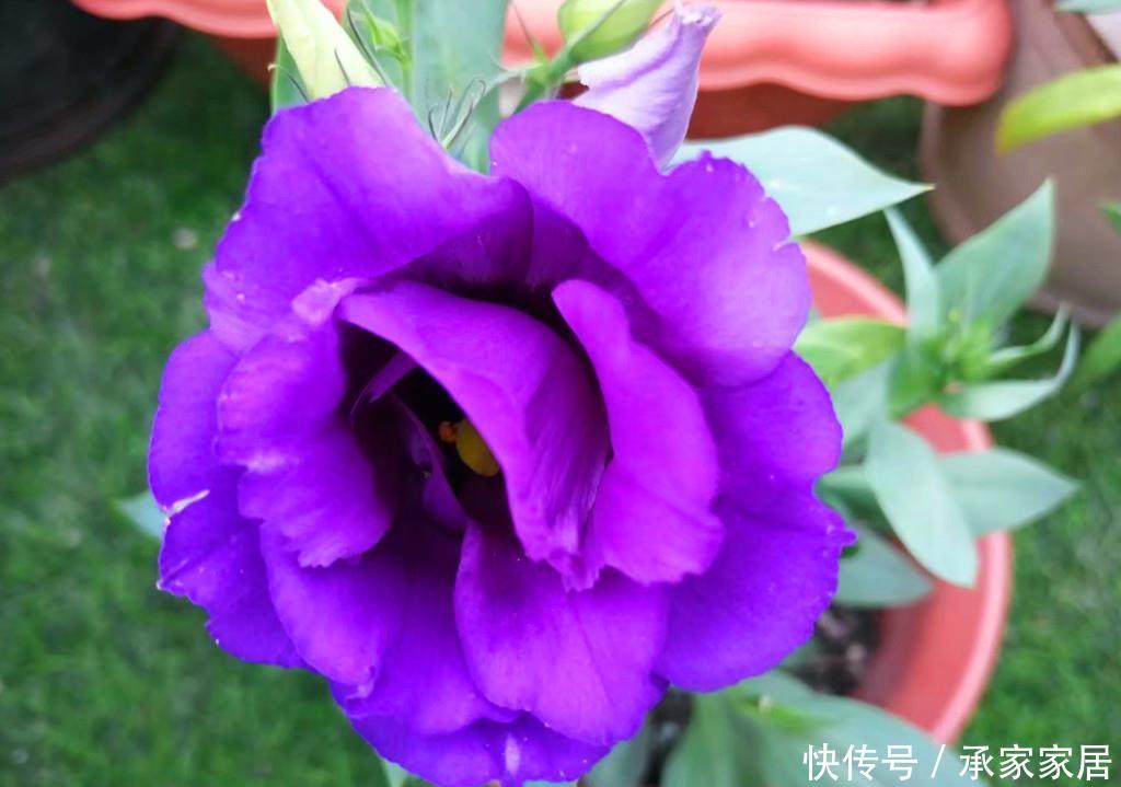  [洋桔梗叶片发软下垂]有人说此花比玫瑰还要美，秋天盆栽叶片总是发软下垂，怎么办