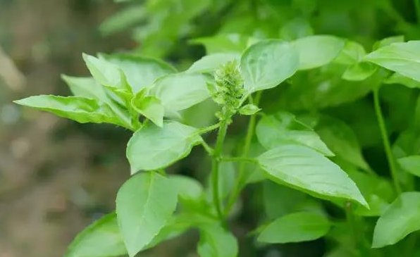  『豆瓣绿』此5款香香花，蚊虫都不喜，香味却很迷人，除臭杀菌，空气更清新