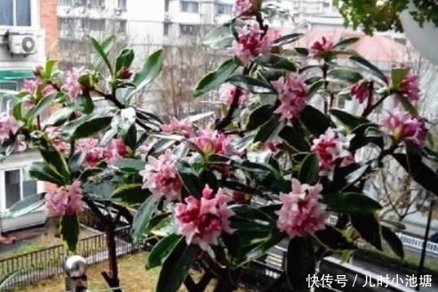  『清香木』房间有异味，那就养这4种“植物”，花香四溢，空气变更好闻！