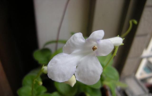  养活■适合新手养的3种花，价格便宜好养活，开花爆盆很漂亮，越养越爱