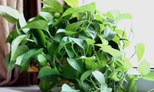 「虎皮兰」天热养这4种花,1招学会正确'浇水',远离烂根,叶子油绿挺直