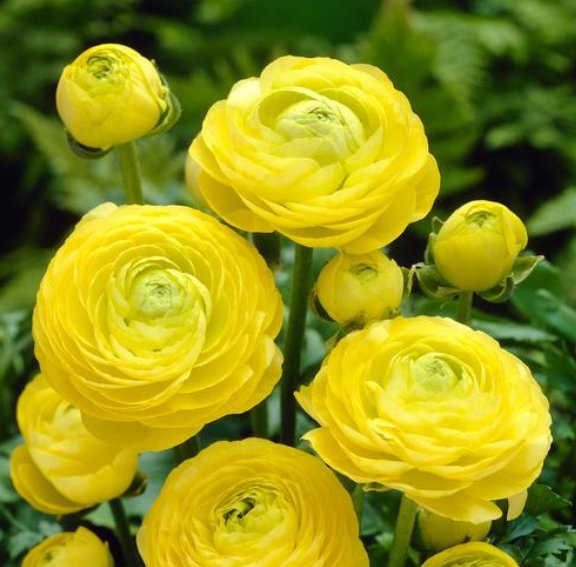 漂亮|喜欢养护漂亮花卉,就选择花大色艳、花期长,开成花海的5种花卉