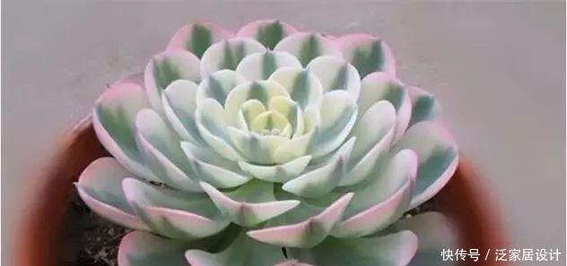 种植经验■多肉玉蝶养活不难,养美要下一番功夫