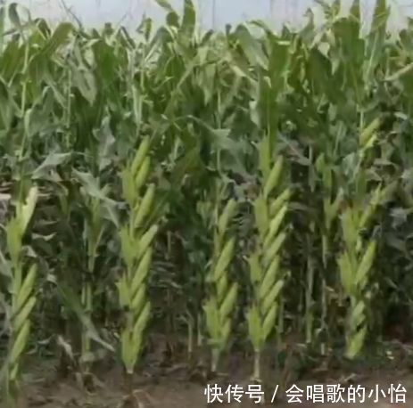  「玉米」老农第一次种植玉米，可一个玉米上长出十几个包谷，同