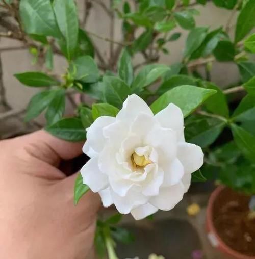  [花香]1种花能养50年，叶子油亮，开花勤，花香扑鼻！