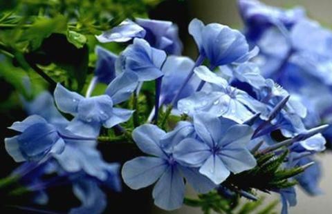 绣球■喜欢赏花,不如养这几款,花开美轮美奂,花朵如绣球,超妖艳
