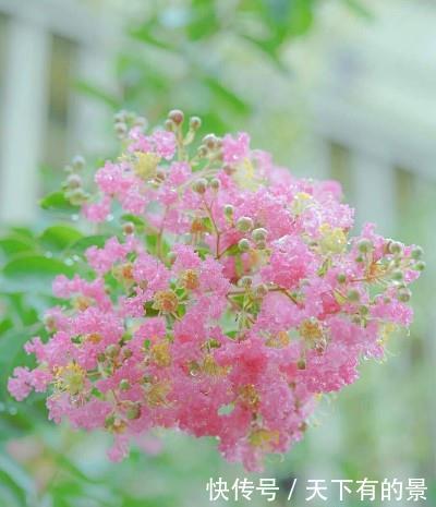  『紫薇花』这树“没皮”，它的花却开得轰轰烈烈，长达百日红