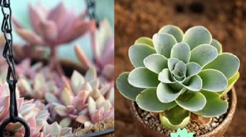  #植物#多肉植物怎么养,如何养多肉植物