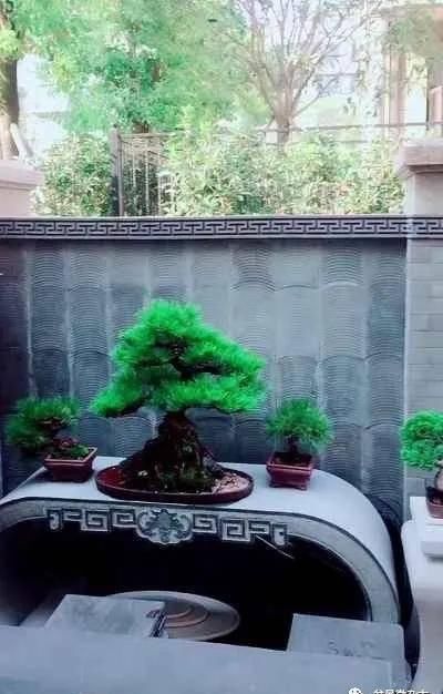 『观赏价值』满满的一庭院盆栽,盆盆全是精典,称得上有钱人标准配置