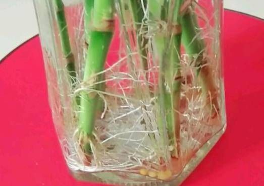  『富贵花』3种“富贵花”，爱花的人都养，20天不浇水，一样爆盆，漂亮！