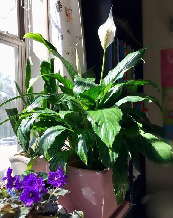  「寓意」家养绿植“白鹤芋”，寓意一帆风顺，3点养护小技巧，养的绿油油