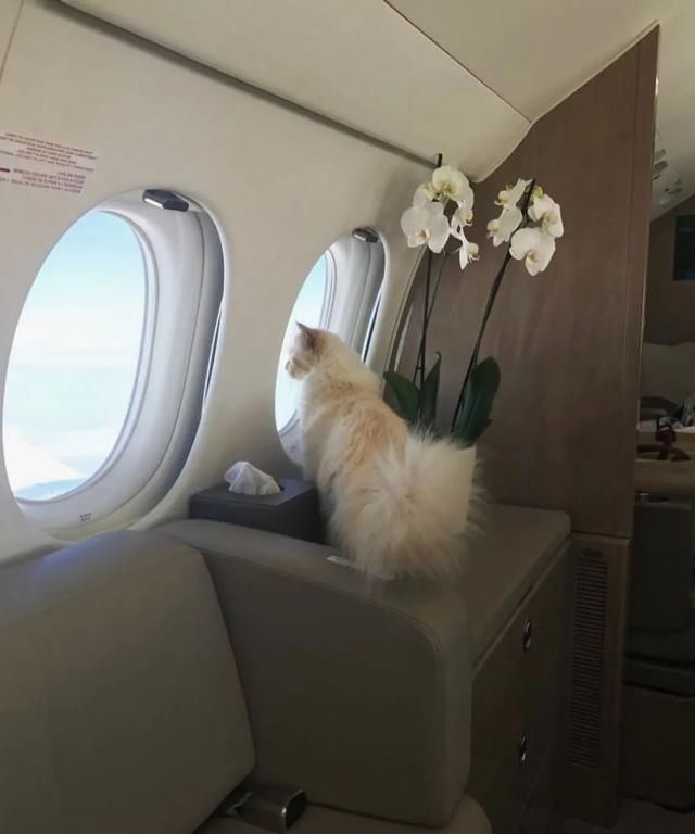  [Fran?oise]老佛爷逝世一周年，那只继承了21亿遗产的爱猫现在过得怎么样？