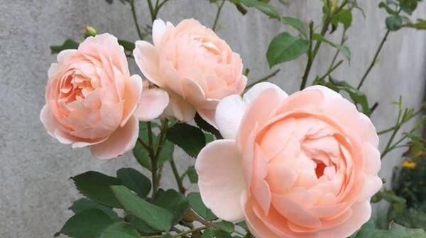  「春天」花期最长的花排名都是什么?