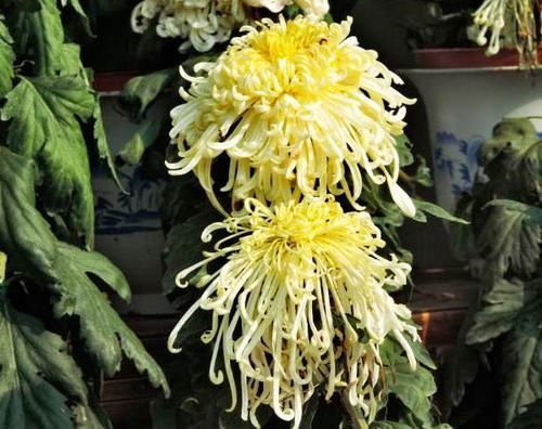 『喜欢』喜欢菊花,不如养盆“珍奇名菊”禾城狮吼,似新婚燕尔,娇羞高雅