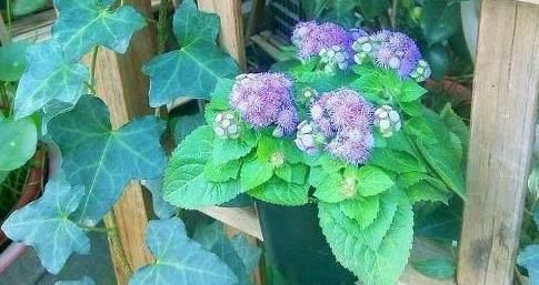  『扦插』林中1种“紫花草”，花开清新可爱，折1枝条带回家，能做小巧盆栽