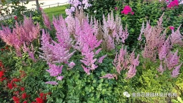  『适合』适合庭院种植的27种常用宿根花卉