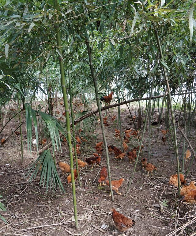 农村如何散养土鸡，新手必看