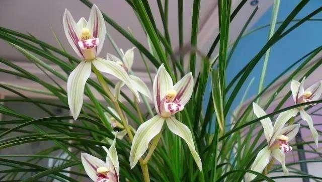  『香味』“高档”兰花怎么挑选？新手记住这6点，不怕买不到好兰花！