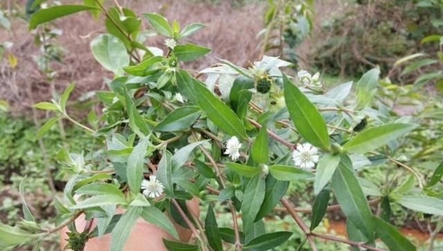  农村：农村这常见野草，农民称它天然黑发剂，殊不知价值珍贵，
