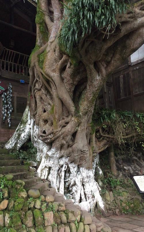  「唯一」中国唯一一个有望超过丽江的古镇，景色优美，位于四川