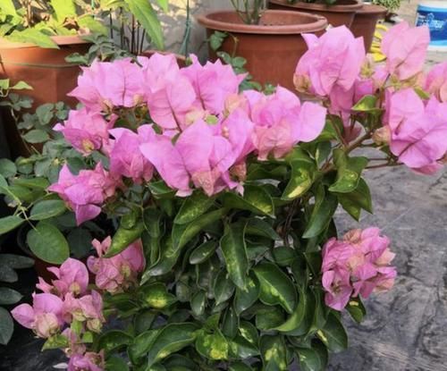  养护：三角梅像“花树”，花期长达150天，学会4个养护“方法”，变美！